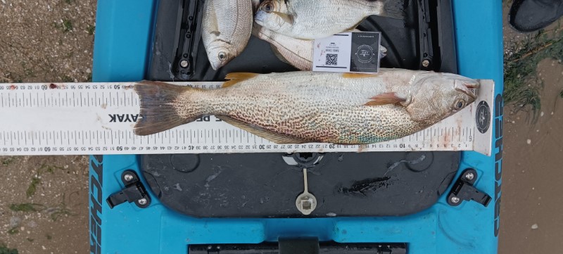 Fish Measure Picture